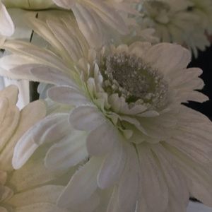 Meet your Posher, Terri